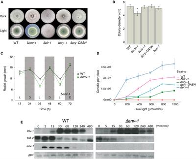 A Global Analysis of Photoreceptor-Mediated Transcriptional Changes Reveals the Intricate Relationship Between Central Metabolism and DNA Repair in the Filamentous Fungus Trichoderma atroviride